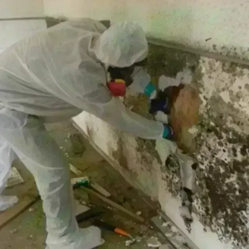 Mold Remediation and Removal in Gonzales, TX